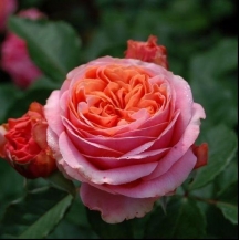 Mary Ann / Мері Енн